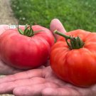 Adelebe Bright Red Big Tomato 100 pcs Seeds Adelebe Bright Red Big Tomato 100 pcs Seeds