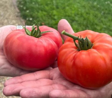 Adelebe Bright Red Big Tomato 100 pcs Seeds