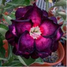 Adenium Black Yellow Red White Bi-color Desert Rose Perennial Bonsai Flowers 60 pcs Seeds