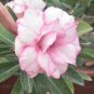 Adenium Black Yellow Red White Bi-color Desert Rose Perennial Bonsai Flowers 60 pcs Seeds