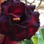 Adenium Black Yellow Red White Bi-color Desert Rose Perennial Bonsai Flowers 60 pcs Seeds