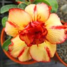 Adenium Black Yellow White Series 20 pcs Seeds Adenium Black Yellow White Series 20 pcs Seeds