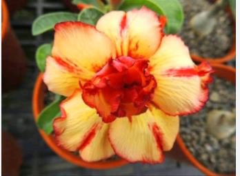 Adenium Black Yellow White Series 20 pcs Seeds
