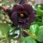 Adenium Blackish Dark Blue Petals Flower 2 pcs seeds