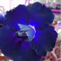 Adenium Blackish Dark Blue Petals Flower 2 pcs seeds