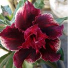 Adenium Blackish Dark Red Desert Rose Flower 2 pcs Seeds