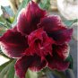 Adenium Blackish Dark Red Desert Rose Flower 2 pcs Seeds