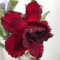 Adenium Blackish Dark Red Desert Rose Flower 2 pcs Seeds