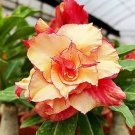 Adenium Dard Red-White-Bright Yellow Double Flowers 1000 pcs Seeds Adenium Dard Red-White-Bright Yellow Double Flowers 1000 pcs Seeds