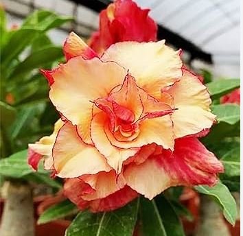 Adenium Dard Red-White-Bright Yellow Double Flowers 1000 pcs Seeds