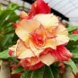Adenium Dard Red-White-Bright Yellow Double Flowers 1000 pcs Seeds