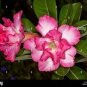 Adenium Dard Red-White-Bright Yellow Double Flowers 1000 pcs Seeds