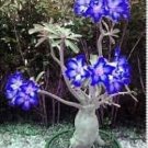 Adenium Dark Blue & White Petals Flower 2 pcs Seeds Adenium Dark Blue & White Petals Flower 2 pcs Seeds