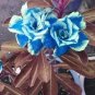Adenium Dark Blue & White Petals Flower 2 pcs Seeds