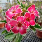 Adenium 'Tearose' Pink White Spot Stripe Bonsai Flowers 2 pcs Seeds Adenium 'Tearose' Pink White Spot Stripe Bonsai Flowers 2 pcs Seeds