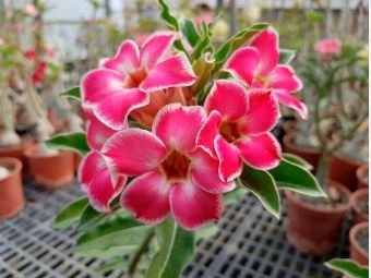 Adenium 'Tearose' Pink White Spot Stripe Bonsai Flowers 2 pcs Seeds