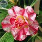 Adenium 'Tearose' Pink White Spot Stripe Bonsai Flowers 2 pcs Seeds