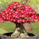 Adenium 'Tearose' Pink White Spot Stripe Bonsai 2 pcs Seeds