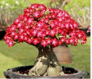 Adenium 'Tearose' Pink White Spot Stripe Bonsai 2 pcs Seeds