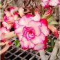 Adenium 'Tearose' Pink White Spot Stripe Bonsai 2 pcs Seeds