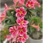 Adenium 'Tearose' Pink White Spot Stripe Bonsai 2 pcs Seeds