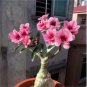 Adenium 'Tearose' Pink White Spot Stripe Bonsai 2 pcs Seeds