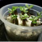 Adenium Dark Blue Petals Light Pink Eye Flower 2 pcs Seeds
