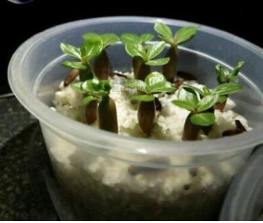Adenium Dark Blue Petals Light Pink Eye Flower 2 pcs Seeds