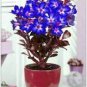 Adenium Dark Blue Petals Light Pink Eye Flower 2 pcs Seeds