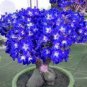 Adenium Dark Blue Petals Light Pink Eye Flower 2 pcs Seeds