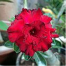 Adenium Dark Red & White Flower 2 pcs Seeds Adenium Dark Red & White Flower 2 pcs Seeds