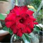 Adenium Dark Red & White Flower 2 pcs Seeds