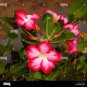 Adenium Dark Red & White Flower 2 pcs Seeds