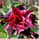 Adenium Dark Red Desert Rose 2 pcs Seeds