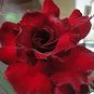 Adenium Dark Red Desert Rose 2 pcs Seeds