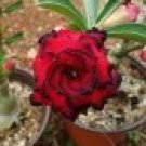 Adenium Dark Red Desert Rose 1000 pcs Seeds
