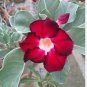 Adenium Dark Red Desert Rose 1000 pcs Seeds