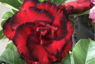 Adenium Dark Red Moon Plant 2 pcs Seeds