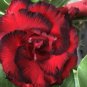 Adenium Dark Red Moon Plant 2 pcs Seeds