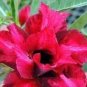 Adenium Dark Red Moon Plant 2 pcs Seeds