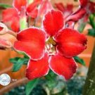 Adenium Dark Red Petals Flower 2 pcs Seeds