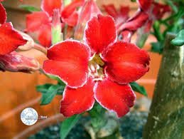 Adenium Dark Red Petals Flower 2 pcs Seeds