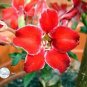 Adenium Dark Red Petals Flower 2 pcs Seeds