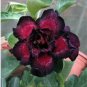 Adenium Dark Red Petals Flower 2 pcs Seeds