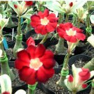 Adenium Dark Red Petals with Thin Whitish Pink Edge Flower 1000 pcs Seeds Adenium Dark Red Petals with Thin Whitish Pink Edge Flower 1000 pcs Seeds