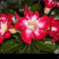 Adenium Dark Red Petals with Thin Whitish Pink Edge Flower 1000 pcs Seeds