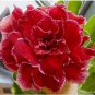 Adenium Dark Red Petals with Thin Whitish Pink Edge Flower 1000 pcs Seeds