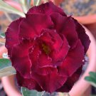 Adenium Dark Rose Red Petals with part of White Petal Flower 2 PCS Seeds