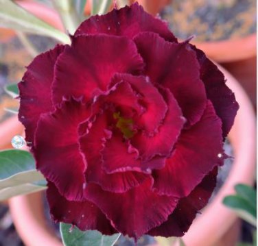Adenium Dark Rose Red Petals with part of White Petal Flower 2 PCS Seeds