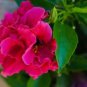 Adenium Dark Rose Red Petals with part of White Petal Flower 2 PCS Seeds